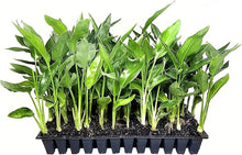 Strelitzia Strelitzia Reginae Bird of Paradise Flower Seeds for Planting – Tropical Blooms for Indoor and Outdoor Gardens