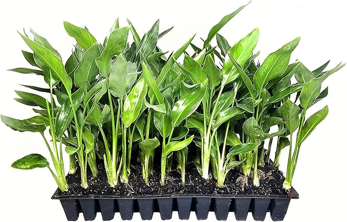 Strelitzia Strelitzia Reginae Bird of Paradise Flower Seeds for Planting – Tropical Blooms for Indoor and Outdoor Gardens