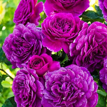 Ebb Tide Deep Purple Rose Seeds for a colorful addition to any planting