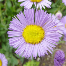 Erigeron Speciosus Seeds (Erigeron speciosus) for colorful blooms in the Flower Bed