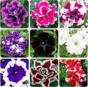 Bonanza Petunia ��������� Petunia hybrida ��������� for planting in home garden flower beds