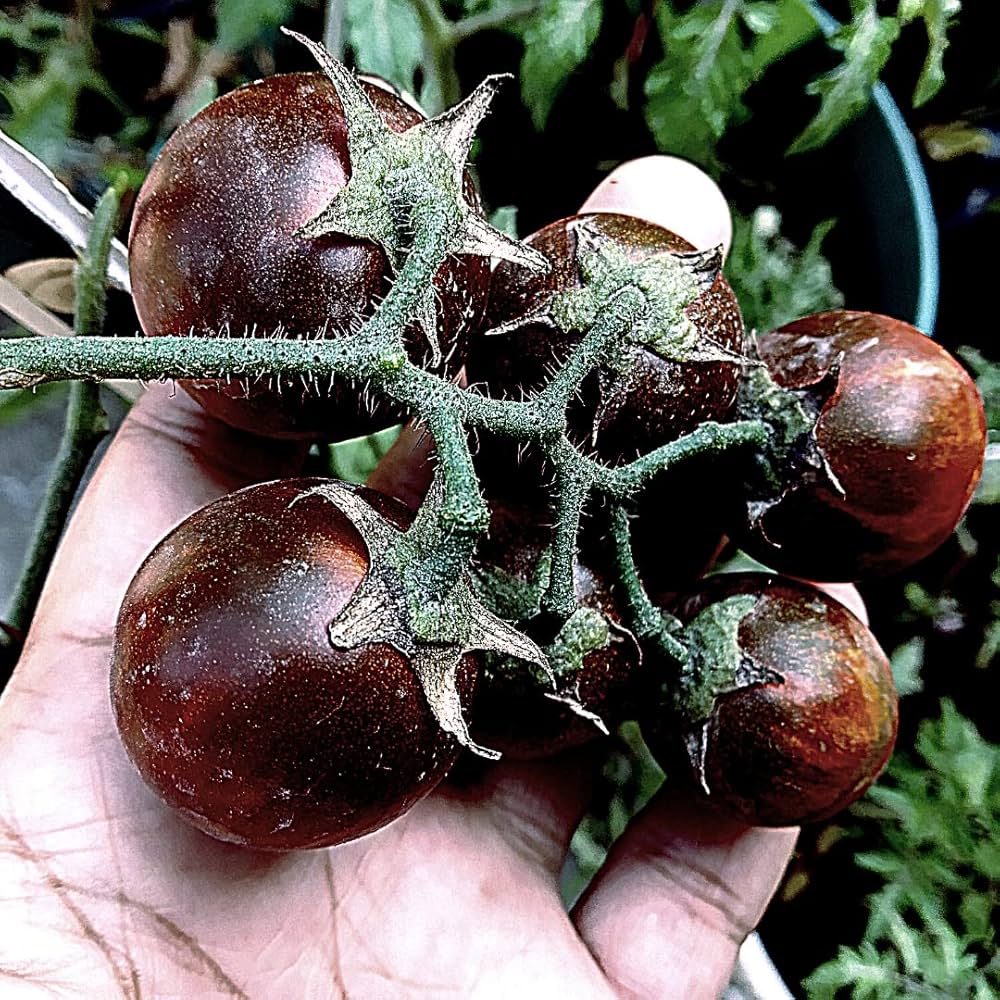 Black Tomato (Solanum lycopersicum) for planting in home garden or bonsai