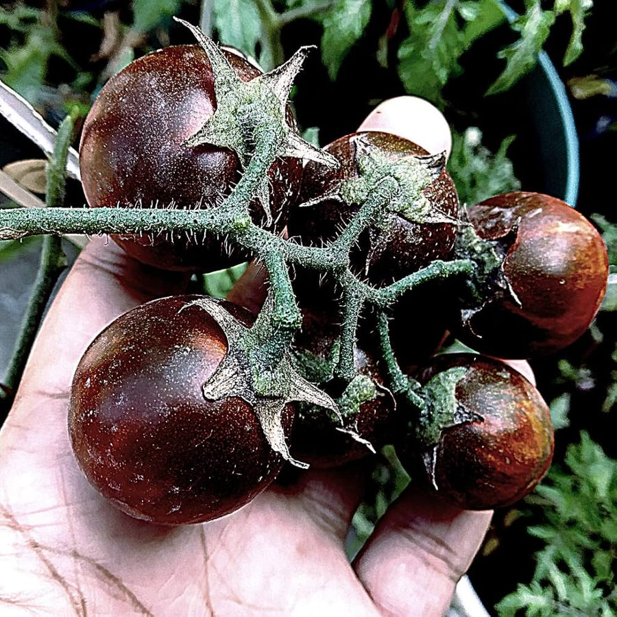 Black Tomato (Solanum lycopersicum) for planting in home garden or bonsai