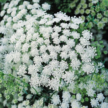 Queen Anne's Lace Seeds for gardeners building out beds and borders