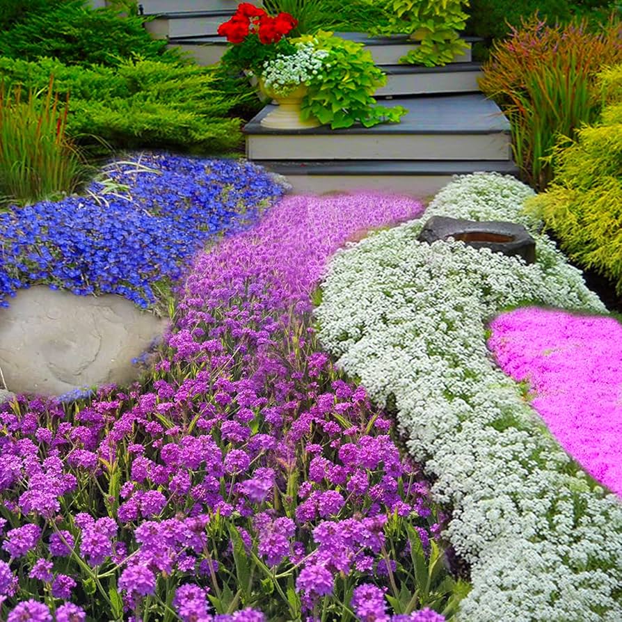 Irish Musk ��������� Muscari spp. ��������� for aromatic garden planting
