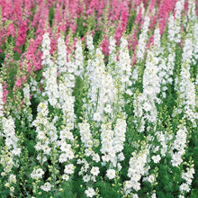 Heirloom Non-GMO Giant White Delphinium Seeds for seasonal color across the Stunning White Blooms in Your Garden