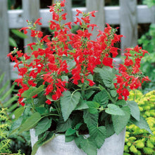 Lady in Red Salvia Seeds for a colorful addition to any planting