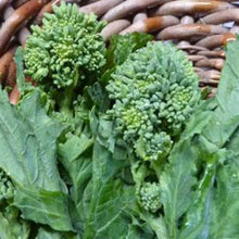 Broccoli Raab Seeds known for nutritious Green Vegetables