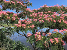 Albizia Seeds valued for elegant, Tropical Flowers