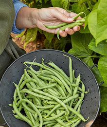 Blue Lake Bean Seeds for a productive addition to the vegetable patch