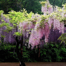 Wisteria Sinensis Seeds for a lasting display in the Garden