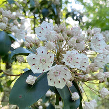 Kalmia Latifolia Mountain Laurel Seeds for a lasting display in the Woodland Shade Areas