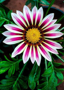 Gazania Seeds valued for orange Gardening