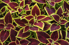 Coleus Seeds (Plectranthus scutellarioides) for a fragrant addition to the garden borders or pots