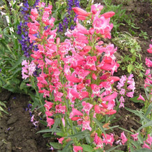 Penstemon Beard Tongue Mixed Seeds for reliable seasonal color