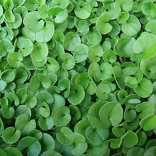Dichondra Plants (Dichondra repens) prized for ground Cover