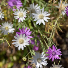 Immortal Mix Seeds (Xeranthemum annuum) for a bright addition to the dry flower garden wildflower bed
