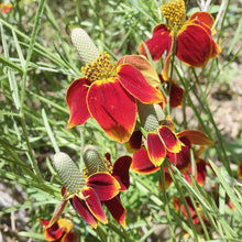 Mexican Hat Coneflower Seeds (Ratibida columnifera) for colorful blooms in the wildflower gardens and meadows