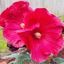 Dinner Plate Hibiscus Seeds (Hibiscus rosa-sinensis) for a lasting display in the Flower Garden