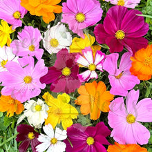 Cosmos Seeds (Cosmos bipinnatus) for seasonal color across the Flower Bed