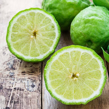 Kaffir Lime Seeds (Citrus hystrix) for growers wanting a homegrown harvest