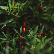 Pepper Seeds (Capsicum spp.) for growers stocking the Vegetable Patch & Garden