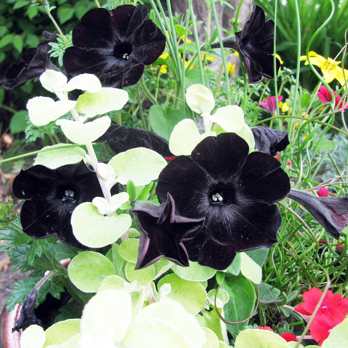 Black Petunia (Petunia hybrida) seeds for planting in colorful home garden