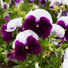 Lord Beaconsfield Pansy ��������� Viola witrockiana ��������� for planting in ornamental gardens
