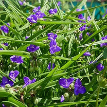 Spiderwort Seeds (Tradescantia virginiana) for a bright addition to the shaded backyard gardens