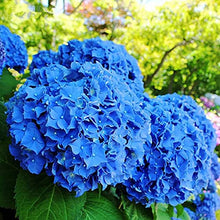 Blue Hydrangea Seeds for training up trellises and fences