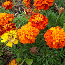 Marigold French Disco Mix Detailed Seeds for colorful blooms in the flower bed