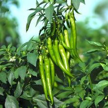 Chili Pepper Seeds (Annuum spicy) for productive rows in the Capsicum garden vegetable patch