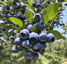 Blue Ridge Blueberry Seeds for growers planting the Fruit Garden