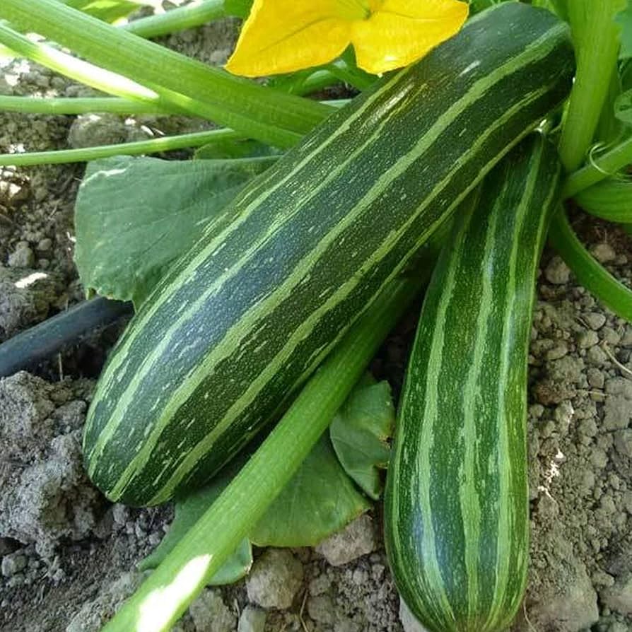 Italian Zucchini ��������� Cucurbita pepo ��������� for vegetable garden
