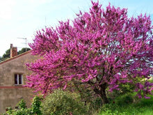Eastern Judas Tree Seeds for long-term planting in the yard