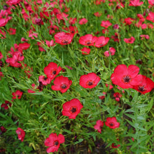 Scarlet Flax Seeds (Linum grandiflorum) for growers seeking a long-blooming display