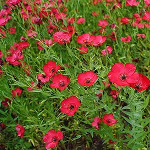 Flax Linum Grandiflorum Scarlet Flower Seeds for Planting – Bright Red Blooms for Pollinator-Friendly Garden Spaces