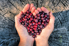 Mountain Huckleberry Bush Seeds (Gaylussacia baccata) for a homegrown harvest from the Berry Garden