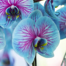 Orchid Phalaenopsis Aphrodite Orange Bonsai Seeds for a homegrown harvest from the Home Indoor Pots