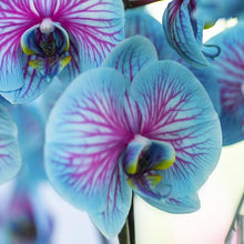 Orchid Cymbidium Cymbidium Orchid Rare Bonsai Blue Seeds valued for indoor Decor