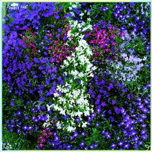 Lobelia Lobelia Erinus Flower Seeds for Planting in Hanging Baskets and Vertical Garden Spaces - for planting in home garden