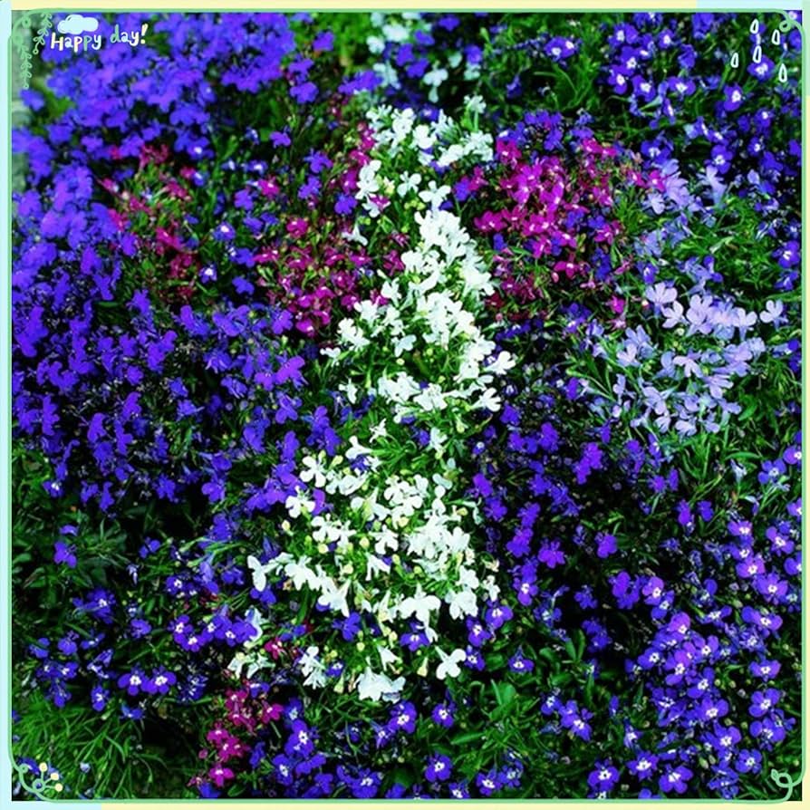 Lobelia Lobelia Erinus Flower Seeds for Planting in Hanging Baskets and Vertical Garden Spaces - for planting in home garden