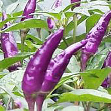 Explosive Ember Pepper Seeds (Capsicum annuum) known for fiery, hot peppers with a burst of flavor in