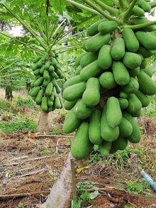 Papaya Seeds (Carica papaya) for growers planting the tropical gardens and edible landscapes