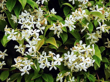 Night Blooming Jasmine Seeds (Cestrum nocturnum) for a lasting display in the Garden & Flower Bed