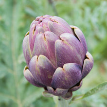 Artichoke Cynara Scolymus Purple Seeds prized among growers for edible Home Gardening