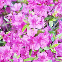 Azalea Rhododendron Japanese Seeds for a lasting display in the Garden Outdoor Landscaping