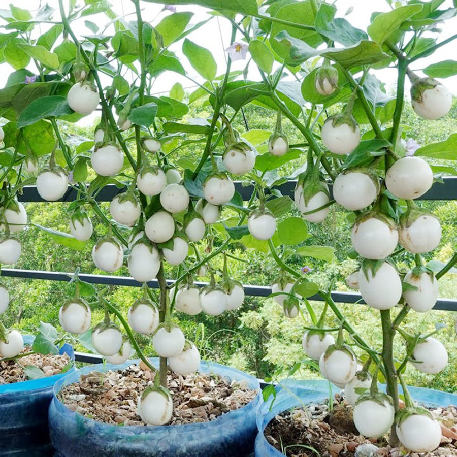 Easter egg plant Solanum ovigerum seeds for planting in home gardens - for planting in home garden