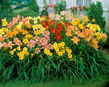 Daylily Hybrid Holland Rainbow Seeds for reliable seasonal color