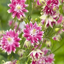 Aquilegia Nora Barlow Aquilegia vulgaris bi-color flower seeds for planting in shaded home gardens